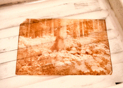 _MXT8038.jpeg _MXT8038.jpeg