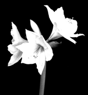 amarylisDouble-X2.jpg amarylisDouble-X2.jpg