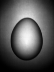 egg.2a-2-small-version.jpg