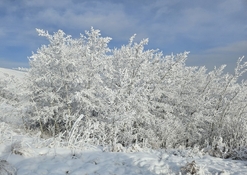 hoar frost.jpg
