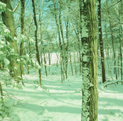 Green trees xprocess.jpg