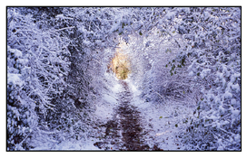 Winter walk in the woods APUG.jpg