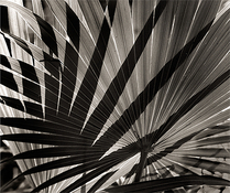 palm shadow.jpg