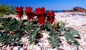 Sturt Desert Pea 2731_26A.png