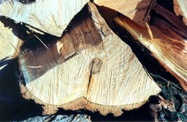 WOODPIL1.JPG