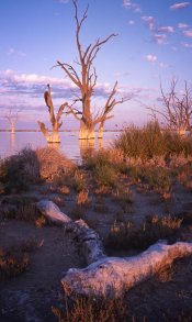 LakeBonney_sunsetSA.jpg