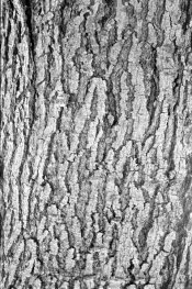 510PYRO_ACROS_BARK_EI100.jpg