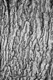 510PYRO_ACROS_BARK_EI200.jpg