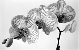 510PYRO_ACROS_ORCHID_EI100.jpg