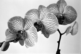 510PYRO_ACROS_ORCHID_EI200.jpg