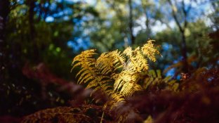 Fall2012_800.jpg