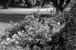 FrontFlowerBed.jpg