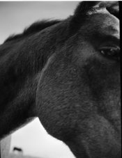 EnorHorseHike4.jpg
