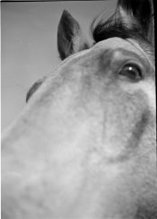 EnorHorseHike5.jpg