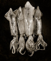 squid-pt-pd.jpg