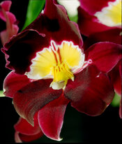 mattking-orchid3.jpg