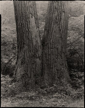 DSC9101_split tree.jpg