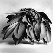 Magnolia Pod.jpg