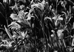 F2Daylilies105mm.jpg