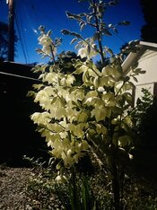 IMG_2321.jpeg