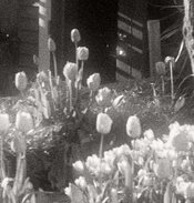 Canonet-XX-333a-crop.jpeg