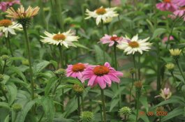 IMG_2859.jpeg