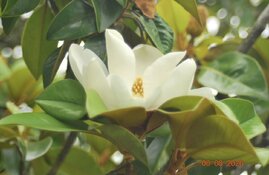 IMG_2864.jpeg