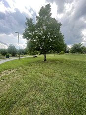 IMG_2922.jpeg