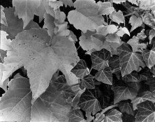 Copy of iunsub.jpg Copy of iunsub.jpg