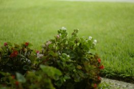 _IGP1570 Takumar 1.4 1967806.JPG