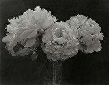 8 x10 Gaslight Paper Contact Print.jpg