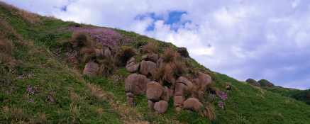 Pigface_CapeWoolamai_Beachside.png Pigface_CapeWoolamai_Beachside.png