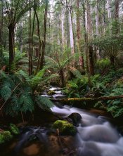 Rainforest_ToorongoRiverSanctuaryOct2012.jpg Rainforest_ToorongoRiverSanctuaryOct2012.jpg