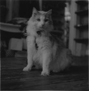 CatOrig.jpg