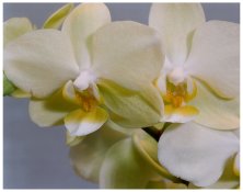 Orchid Image01d-2011-11-04b.jpg