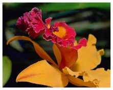 Orchid Image07d-2011-11-04b.jpg
