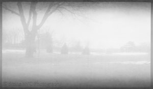 Verichromerawscan-3.jpg Verichromerawscan-3.jpg