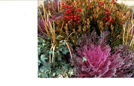 flowers.jpg