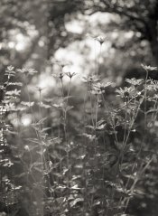 Mamiya_Problem3.jpg