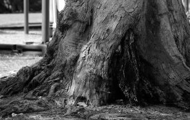 Epons_Scan_500.jpg Epons_Scan_500.jpg