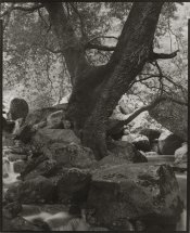 Oak, Cascade Creek, YNP_8x10.jpg
