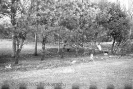 Gold200-Rodinal100stand1hr-3.jpg