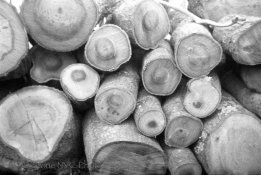 Gold200-Rodinal100stand1hr-6.jpg