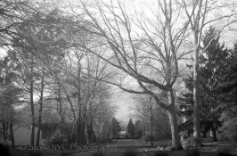 Gold200-Rodinal100stand1hr-8.jpg