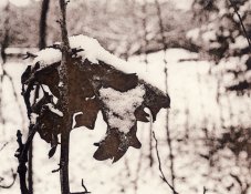 BromPort_Oak_Leaf-1.jpg BromPort_Oak_Leaf-1.jpg