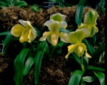 Yellow Orchids Bus Card.jpg