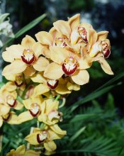 Yellow Flowers in BB.jpg