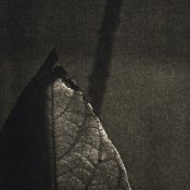 avacado leaf.jpg