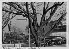 big_tree_test.jpg
