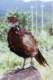 China 2012 156 2.jpg